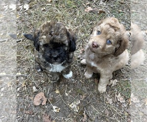 Poodle (Miniature)-Shih-Poo Mix Puppy for sale in SOUTH HAVEN, MI, USA