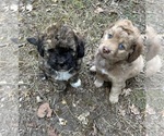 Image preview for Ad Listing. Nickname: Litter of 5