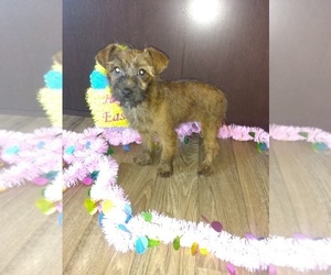 YorkiePoo-Yorkshire Terrier Mix Puppy for sale in LAPEER, MI, USA