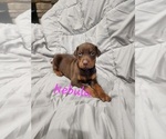 Small #10 Doberman Pinscher