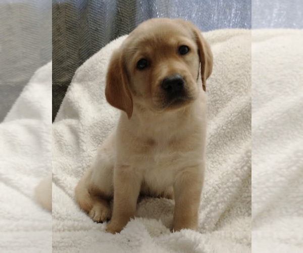 Medium Photo #1 Labrador Retriever Puppy For Sale in CALIENTE, CA, USA