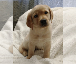 Labrador Retriever Puppy for sale in CALIENTE, CA, USA