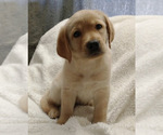 Small Labrador Retriever