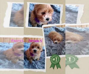 Cock-A-Tzu Puppy for sale in WOBURN, MA, USA