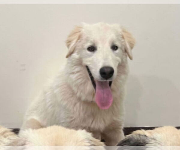 Medium Photo #6 Great Pyrenees-Unknown Mix Puppy For Sale in Croydon, NH, USA