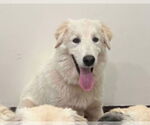 Small #5 Great Pyrenees Mix