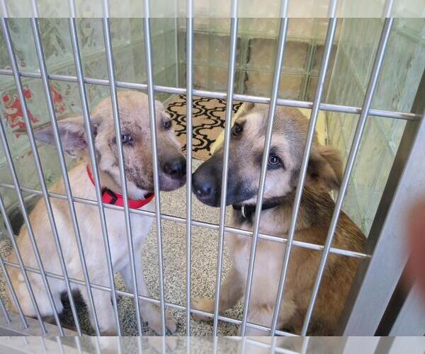 Medium Photo #5 German Shepherd Dog Puppy For Sale in Kansas City, MO, USA