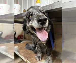 Aussiedoodle Dogs for adoption in Coralville, IA, USA