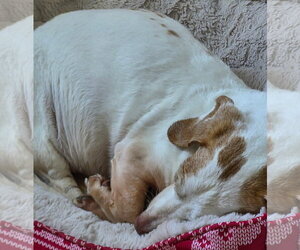 Dakota and Moose - Female Dachshund Dog for Adoption - Photo #6