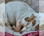 Small Photo #6 Dachshund Puppy For Sale in Taunton, MA, USA