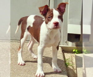 Boston Terrier Dogs for adoption in GILBERTS, IL, USA