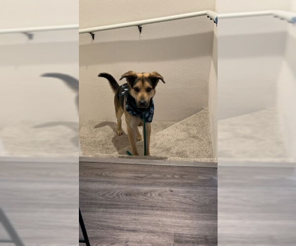 Medium Photo #5 German Shepherd Dog-Unknown Mix Puppy For Sale in Chandler, AZ, USA