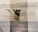 Small #4 German Shepherd Dog Mix