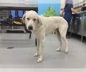 Great Pyrenees Dogs for adoption in Waco, TX, USA