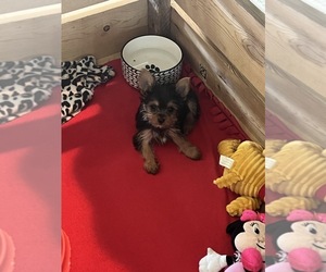 Yorkshire Terrier Puppy for Sale in CLEWISTON, Florida USA