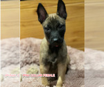 Small Photo #9 Belgian Malinois Puppy For Sale in HOUSTON, TX, USA