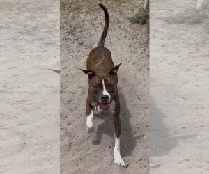 Mutt Dogs for adoption in Sanford, FL, USA