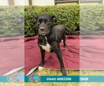 VIOLET - Female Bulldog-Labrador Retriever Mix Dog for Adoption - Small photo