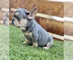 Small Photo #66 French Bulldog Puppy For Sale in BATON ROUGE, LA, USA