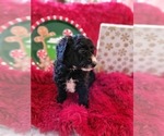 Small Photo #4 Goldendoodle-Miniature Bernedoodle Mix Puppy For Sale in LAKE CITY, FL, USA