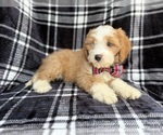 Small #2 Cavapoo (Miniature)
