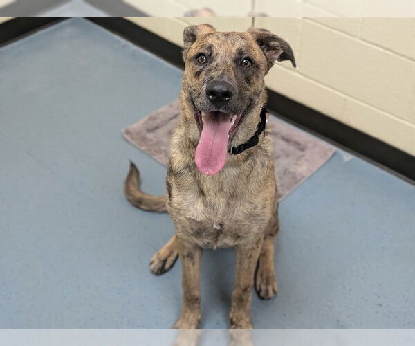 Medium Photo #1 Catahoula Leopard Dog Puppy For Sale in Denver, CO, USA
