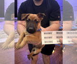 Small #2 Mutt