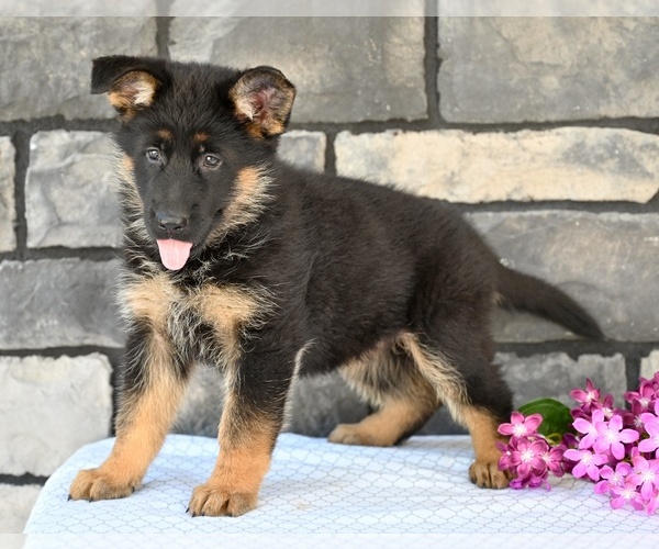 Medium Photo #5 German Shepherd Dog Puppy For Sale in MILLERSBURG, OH, USA