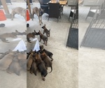 Small Photo #12 Belgian Malinois Puppy For Sale in ELK GROVE, CA, USA