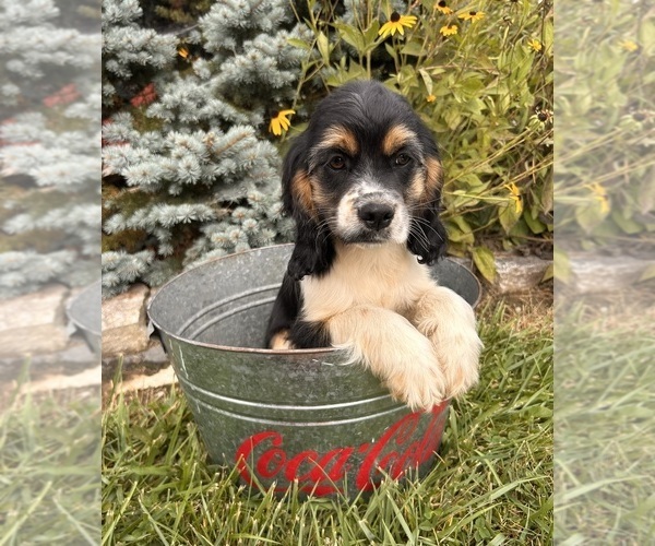 Medium Photo #5 Cockapoo Puppy For Sale in MIDDLEBURY, IN, USA