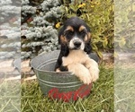 Small #4 Cockapoo