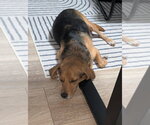 Small #1 Beagle Mix