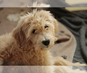Goldendoodle Puppy for Sale in HACKENSACK, New Jersey USA