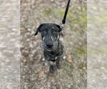 Small Photo #3 Labrador Retriever-Mountain Cur Mix Puppy For Sale in Columbus, IN, USA