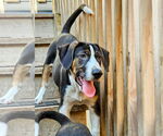 Small #5 Catahoula Leopard Dog Mix