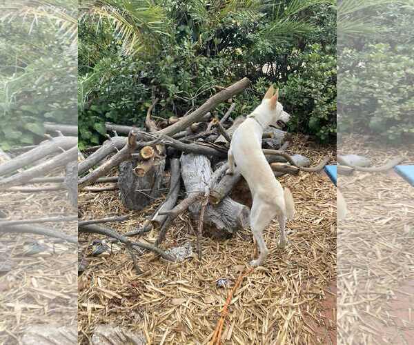 Medium Photo #8 German Shepherd Dog-Unknown Mix Puppy For Sale in San Diego, CA, USA