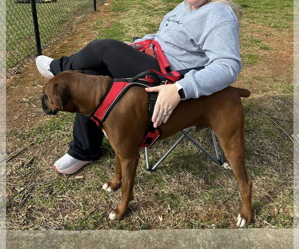 Medium Photo #3 Boxer Puppy For Sale in Dumont, NJ, USA