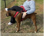 Small #2 Boxer