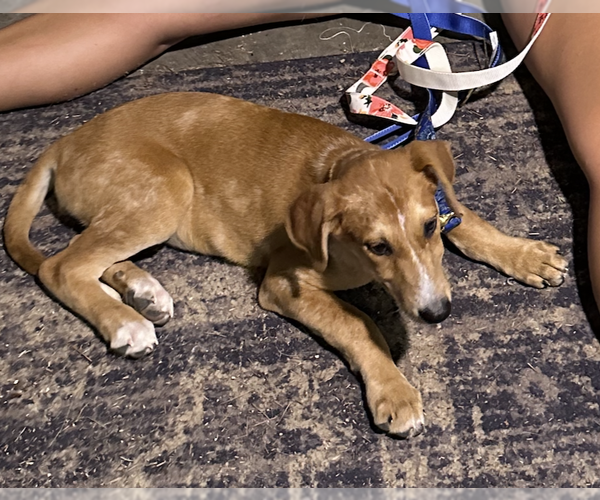 Medium Photo #1 Great Pyrenees-Unknown Mix Puppy For Sale in Holly Springs, NC, USA