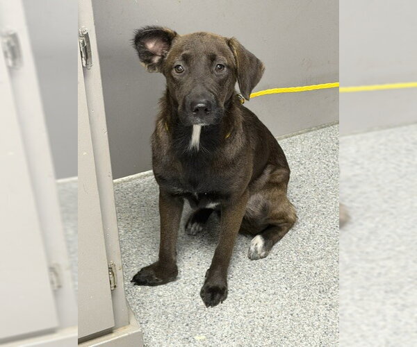 Medium Photo #1 Labrador Retriever-Unknown Mix Puppy For Sale in Pasadena, TX, USA