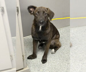 Labrador Retriever-Unknown Mix Dogs for adoption in Pasadena, TX, USA