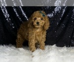 Small Photo #122 Poodle (Toy) Puppy For Sale in WARSAW, IN, USA