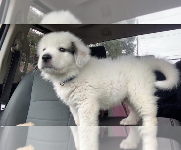 Medium Photo #1 Saint Pyrenees Puppy For Sale in GOUVERNEUR, NY, USA