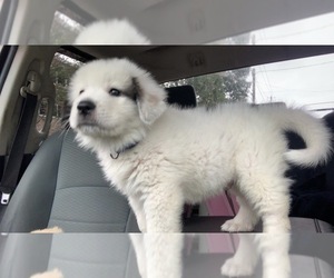 Saint Pyrenees Puppy for sale in GOUVERNEUR, NY, USA