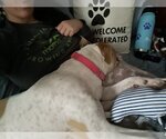 Small #4 American Staffordshire Terrier Mix