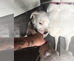 Small Photo #18 Dogo Argentino Puppy For Sale in CANON CITY, CO, USA