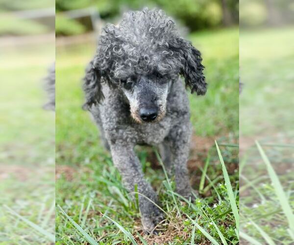Medium Photo #3 Poodle (Toy) Puppy For Sale in Pacolet, SC, USA