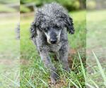 Small #2 Poodle (Toy)