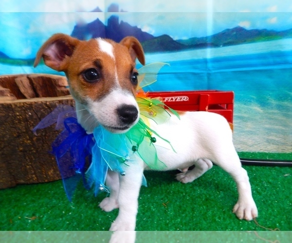 Medium Photo #1 Jack Russell Terrier Puppy For Sale in HAMMOND, IN, USA
