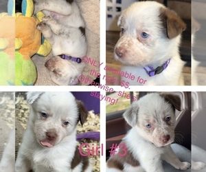 Texas Heeler Puppy for sale in CALHOUN, GA, USA